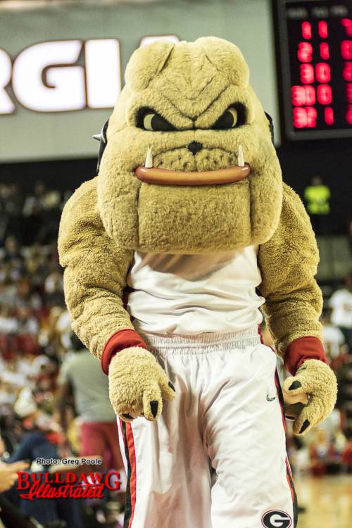 Hairy Dawg